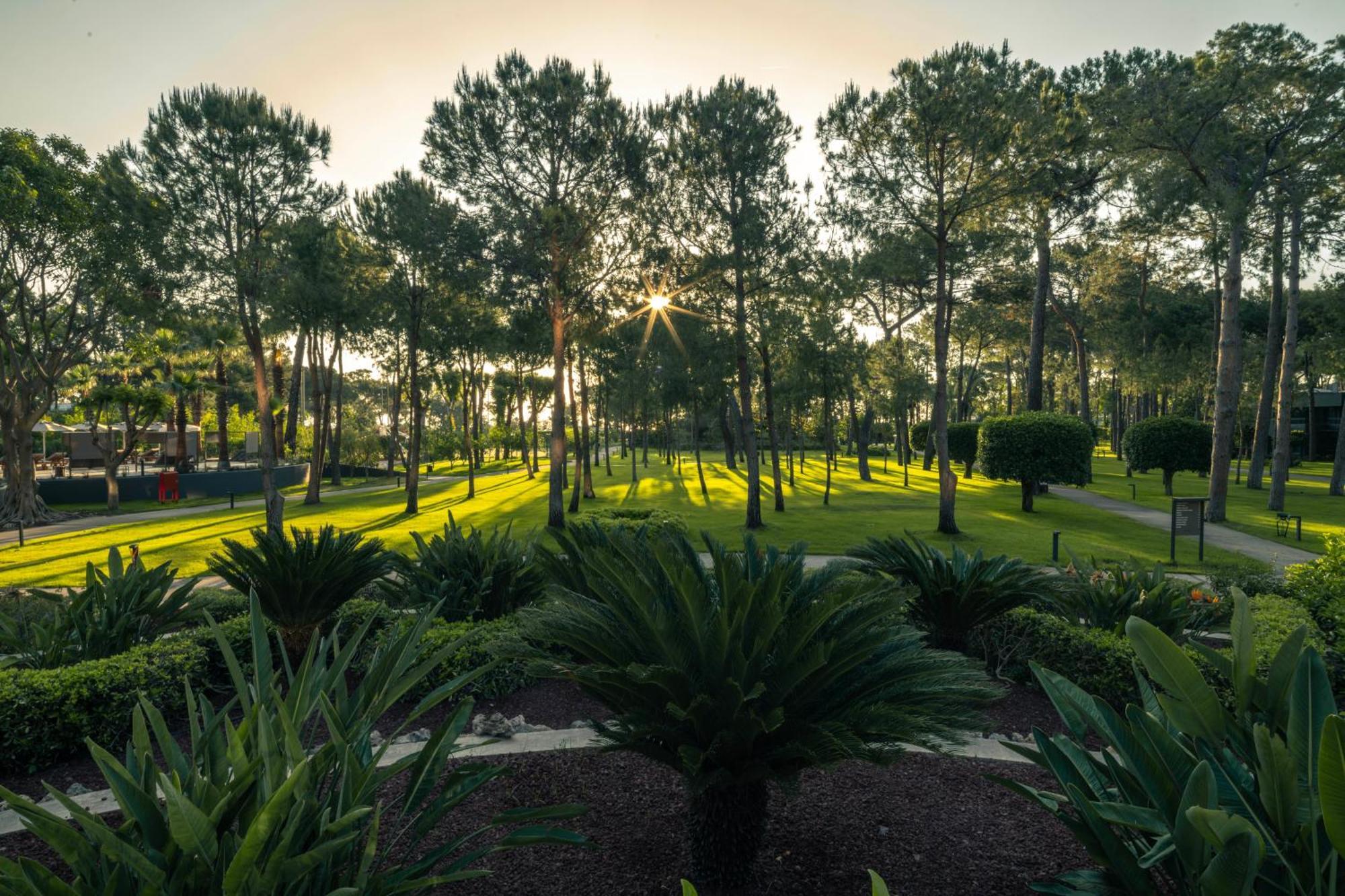 Balmy Foresta 5*